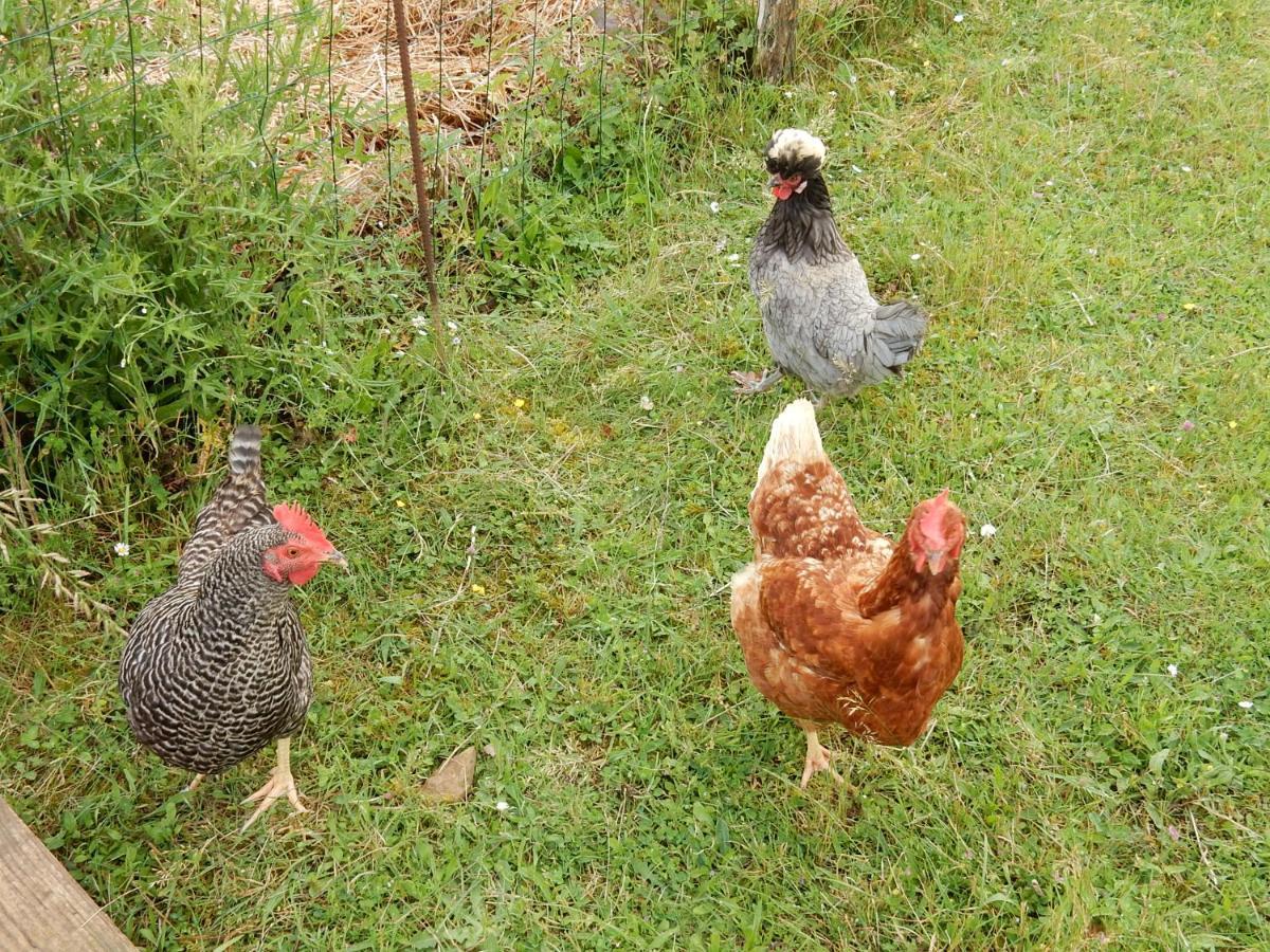 Fount de Cousteno Limbrassac Buitenkant foto
